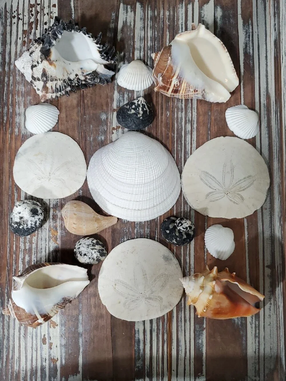 Natural Seashells Beach Coastal Decor Crafts Nautical